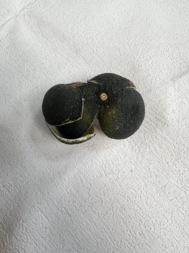 清凉茶2025年新会东甲牛比围三花青