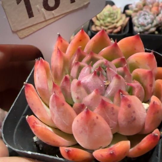 187安吉拉一物一拍多肉