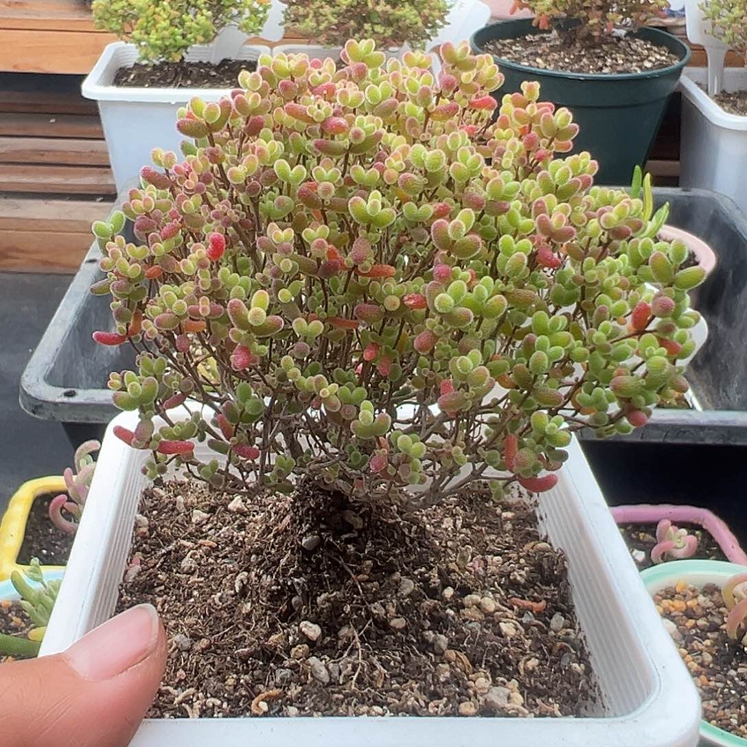 忕*17号大密橘糖球12.11多肉