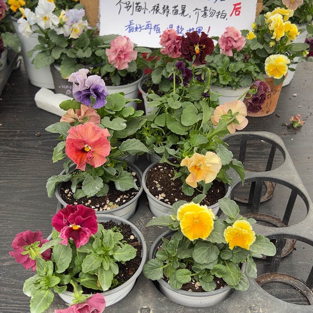 大部分花苞少量开放267号