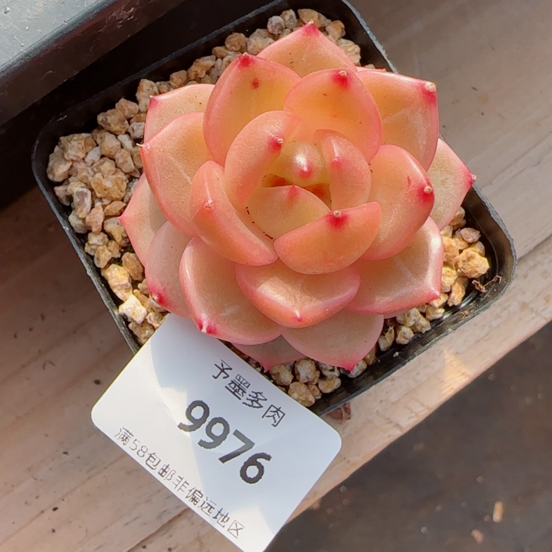 新品，9976多肉植物