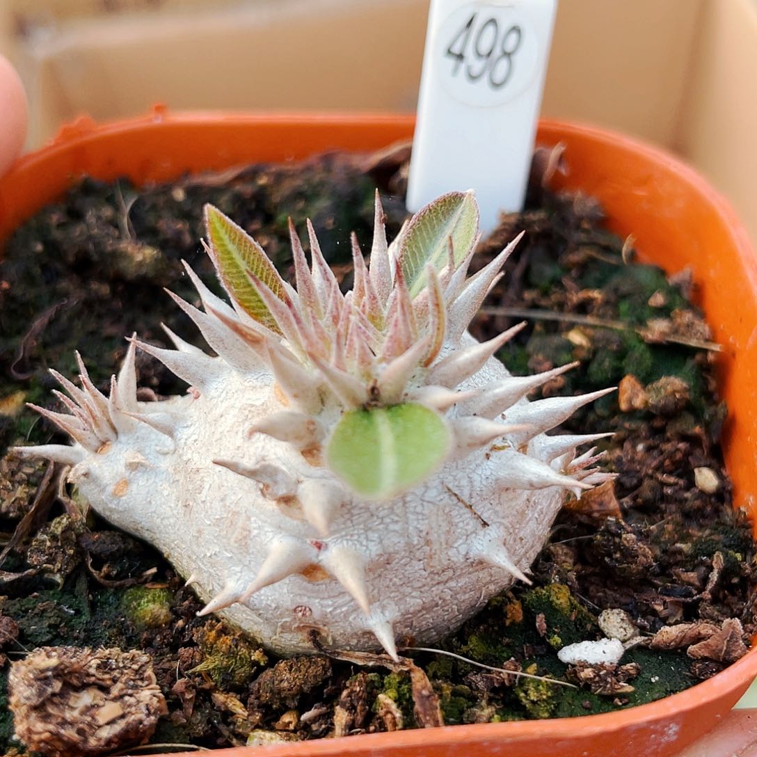 4cm 非偏远地区满25包邮仙人球