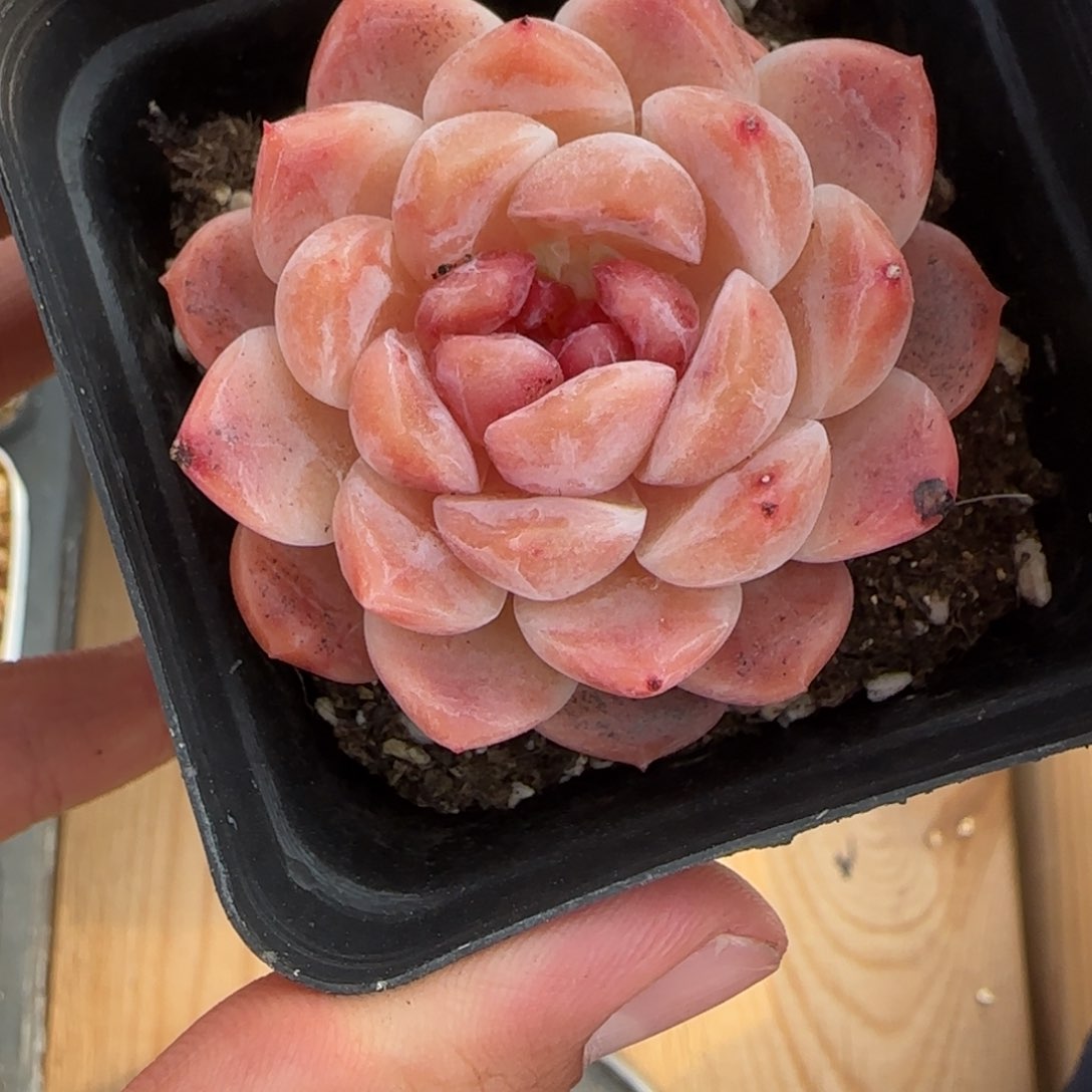 一物一拍麦秆珍妮04115