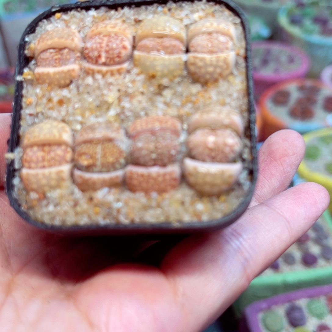 174。888888888888888888888