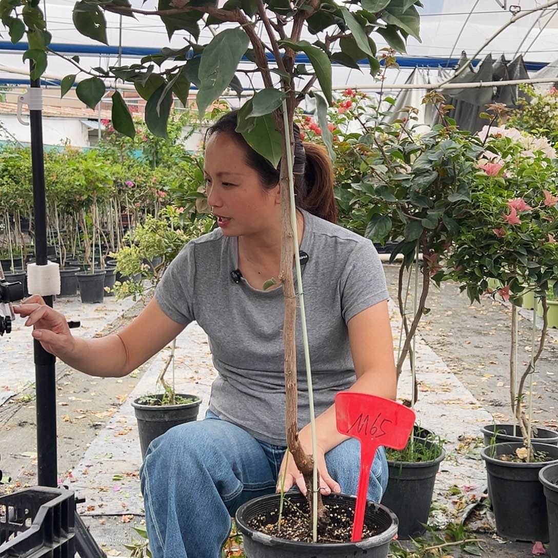 韩***品大部分花苞少量开放M65凤凰