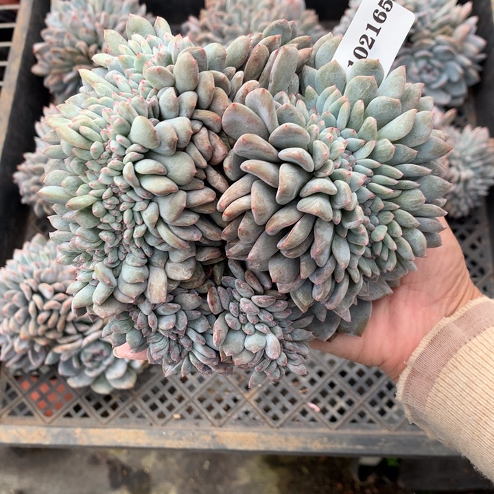 芷***汀102165缀嗯嗯嗯嗯嗯嗯好喜欢