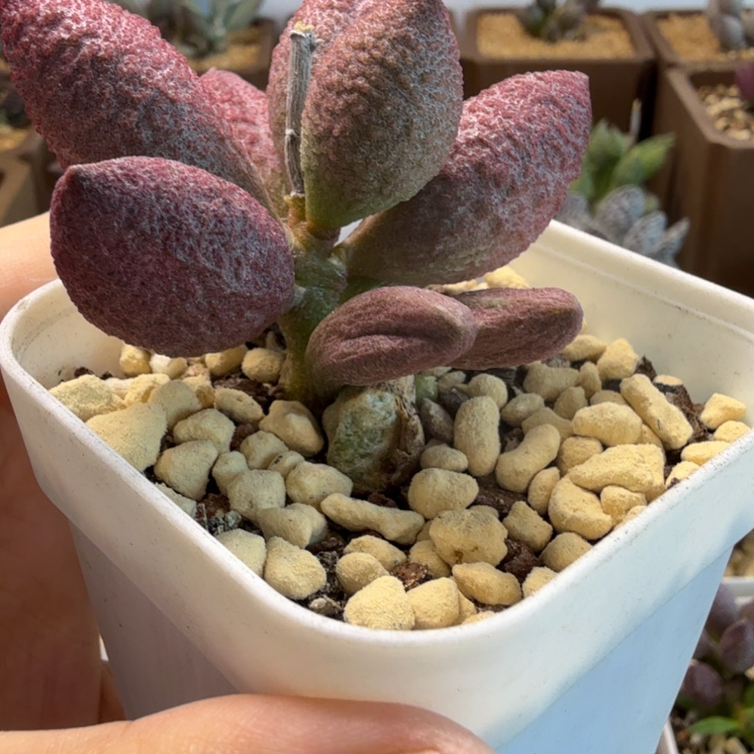 腹部系水泡多肉肉肉