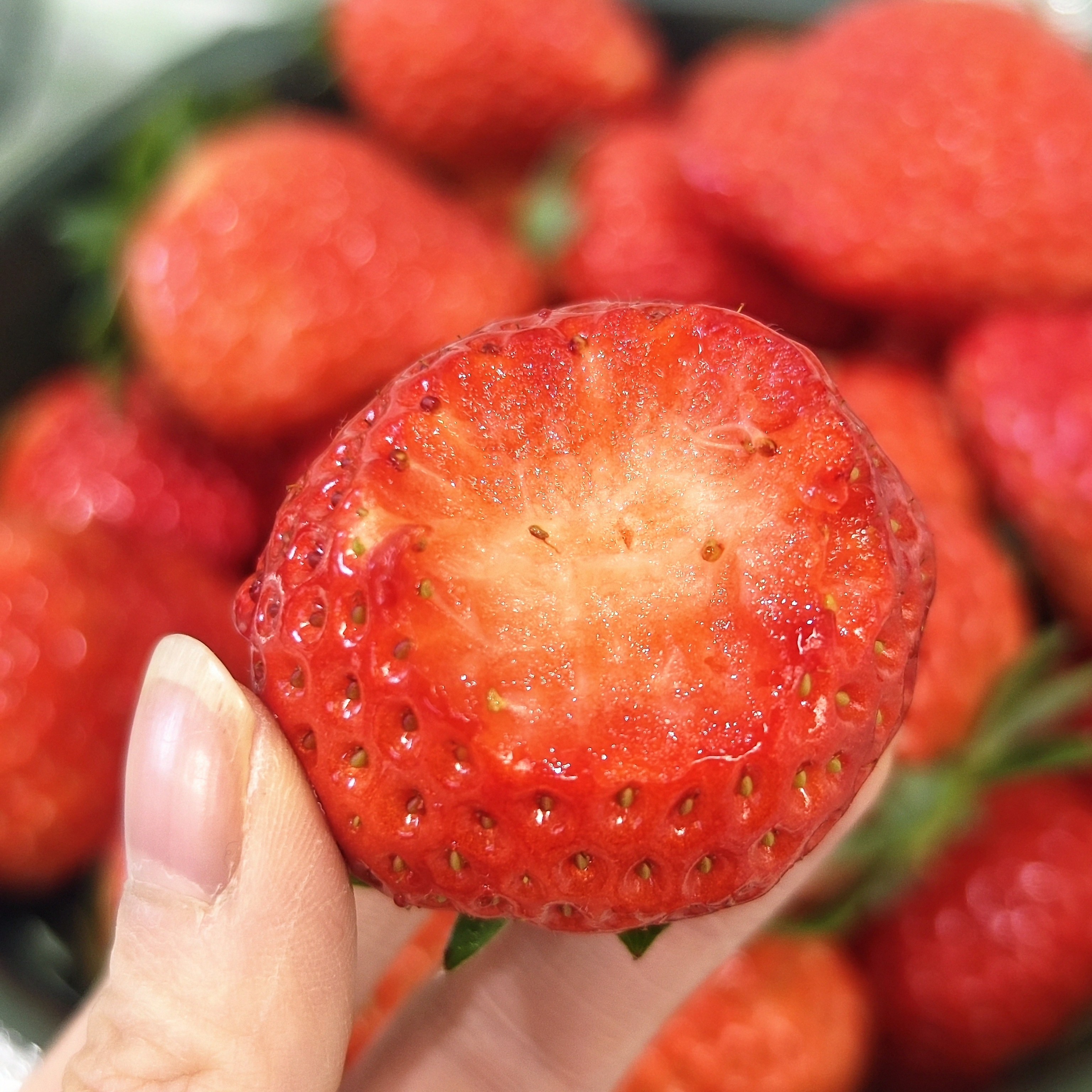 新鲜红颜巧克力草莓2斤装