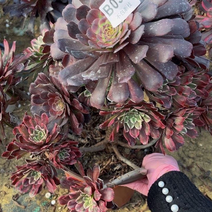 099粉墨多肉法师不包断枝