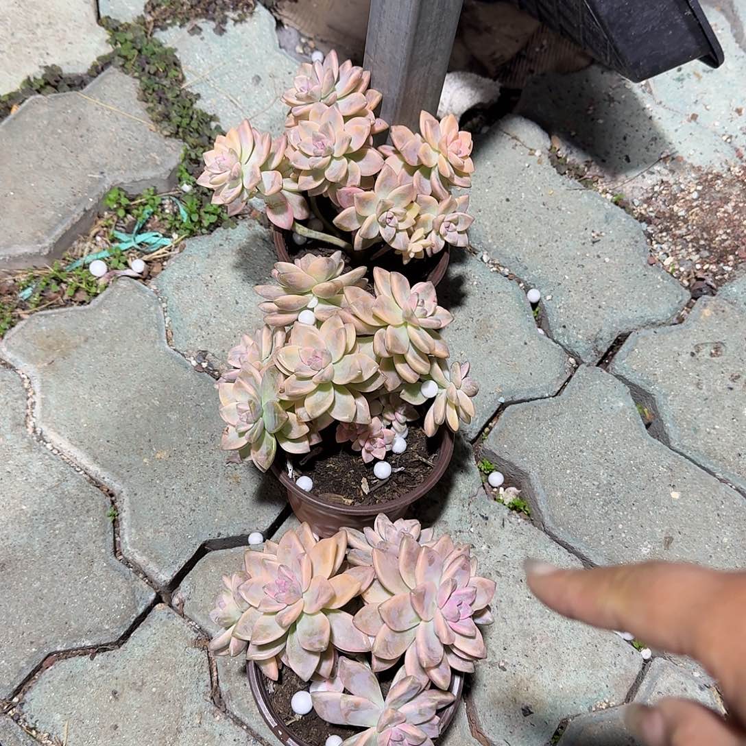 淡雪锦多肉植物精品