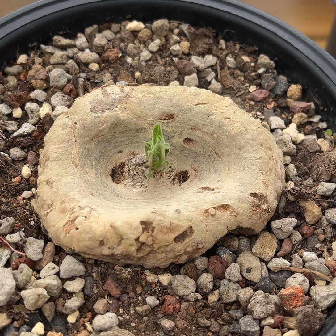 潮流植物产地龙卵窟8.4公分