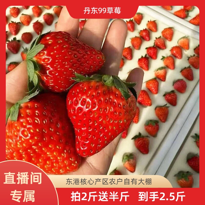 【专属福利】丹东99草莓拍2斤送半斤新鲜采摘东港自有大棚顺丰包邮