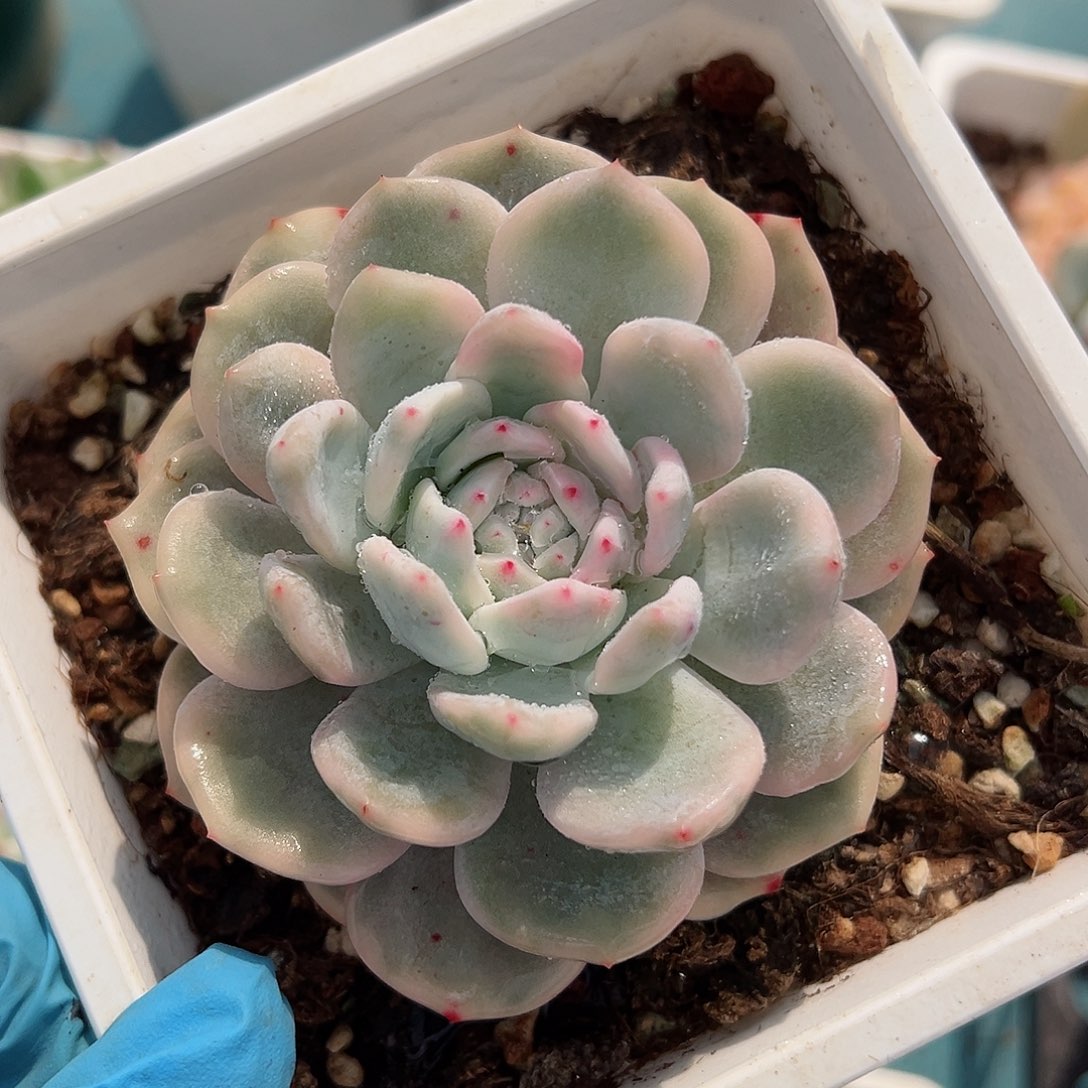 橙梦露锦，覆轮锦