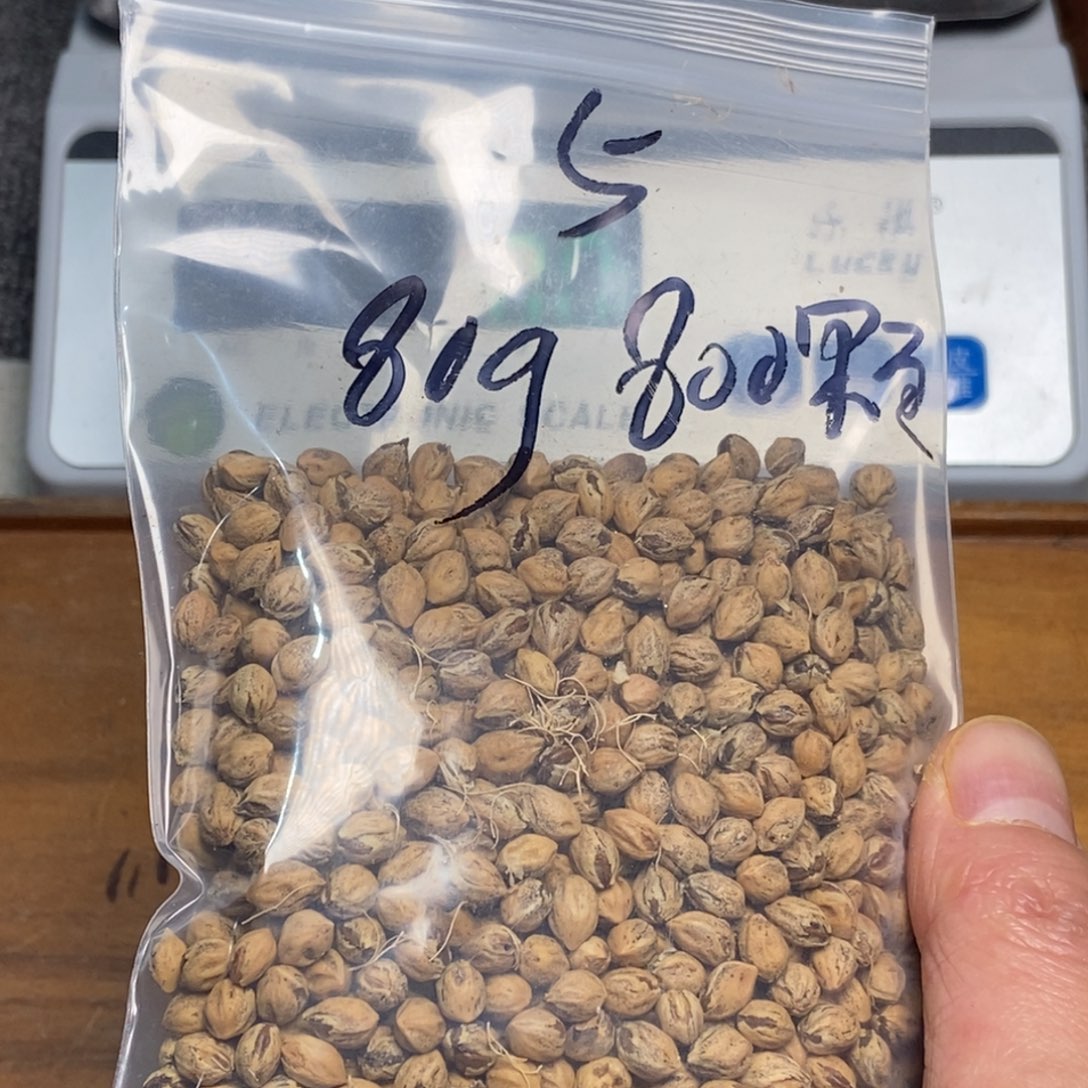 柏香籽/百香籽吊坠