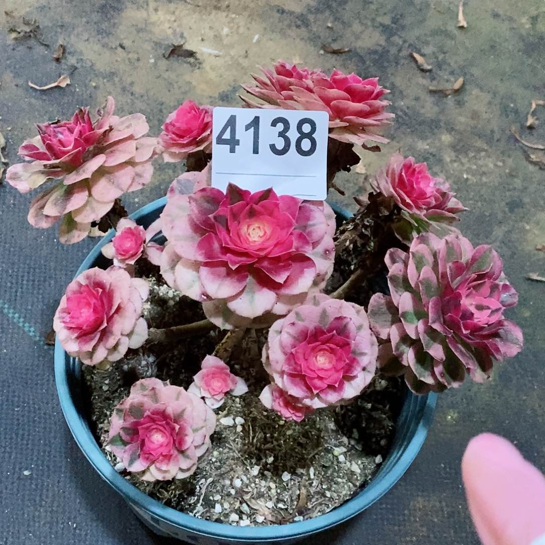 红陶我4138倾城冠18