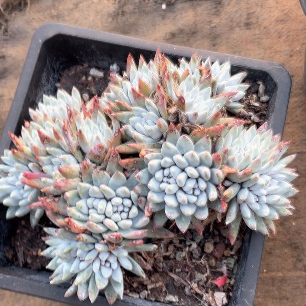 【闪购商品】白姆白姆