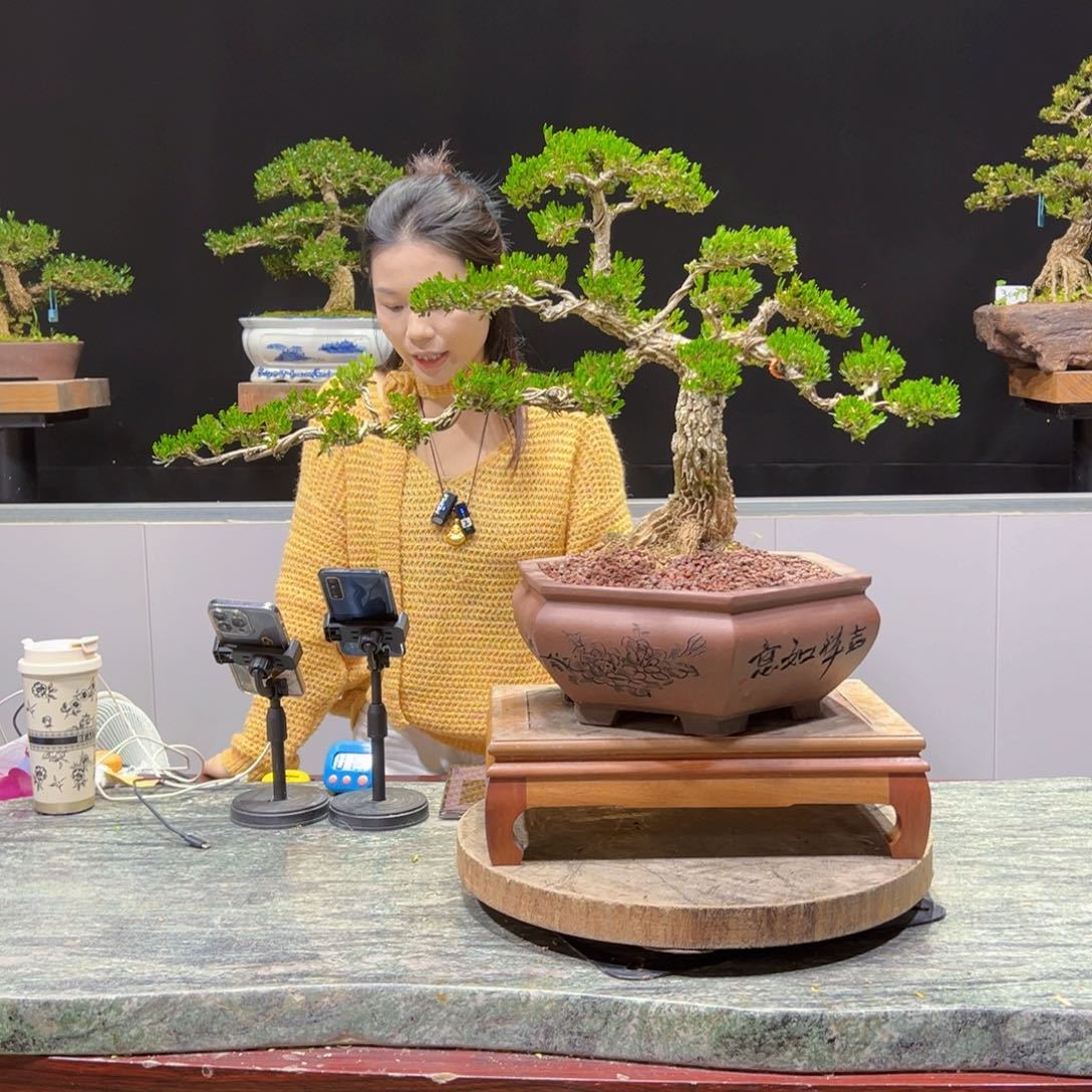 黄杨盆景老桩四季长青