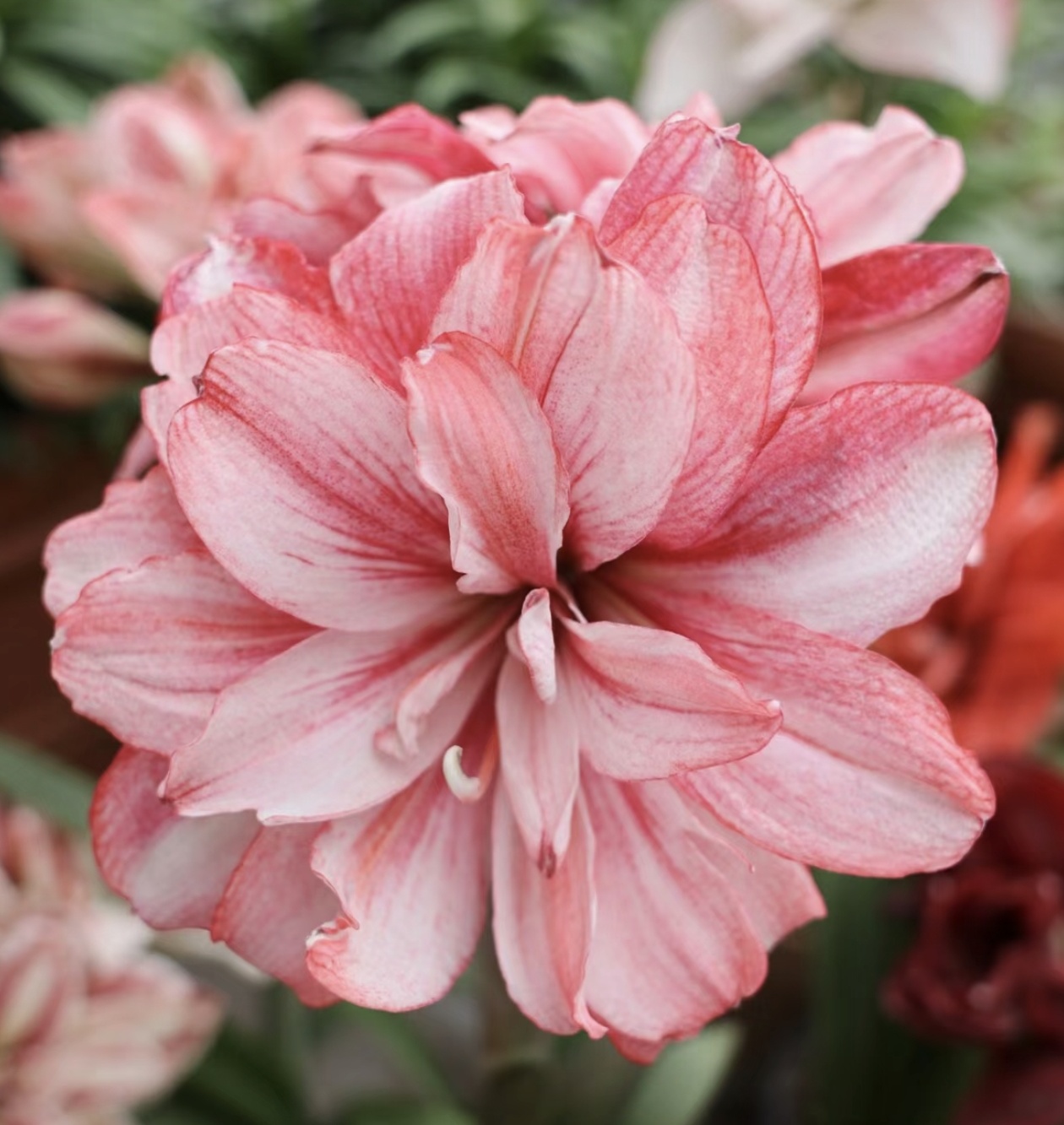 进口迪卡梦幻重瓣佳能口种球花