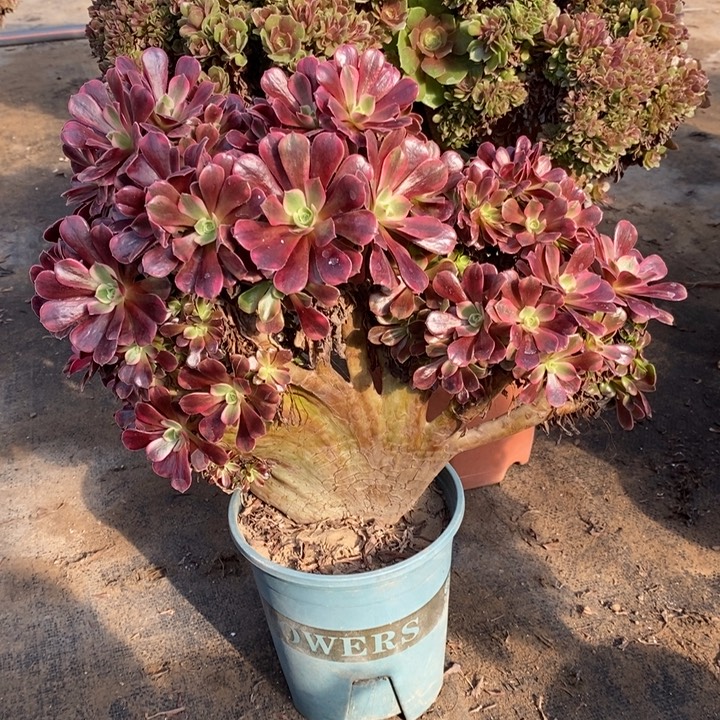 忠***存抹茶加美杜莎缀化