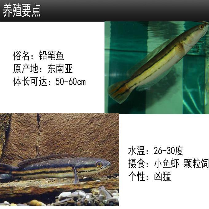 热带大型凶猛肉食观赏鱼大铅笔鱼雷龙鱼苗活体好养耐活