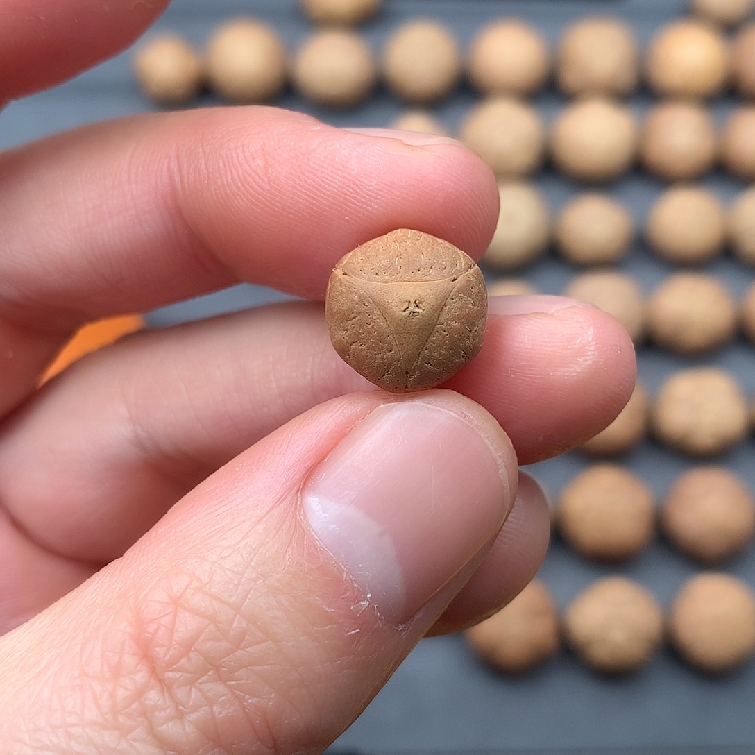 吊坠凤眼菩提12+实心龙。非质量问题开孔不退