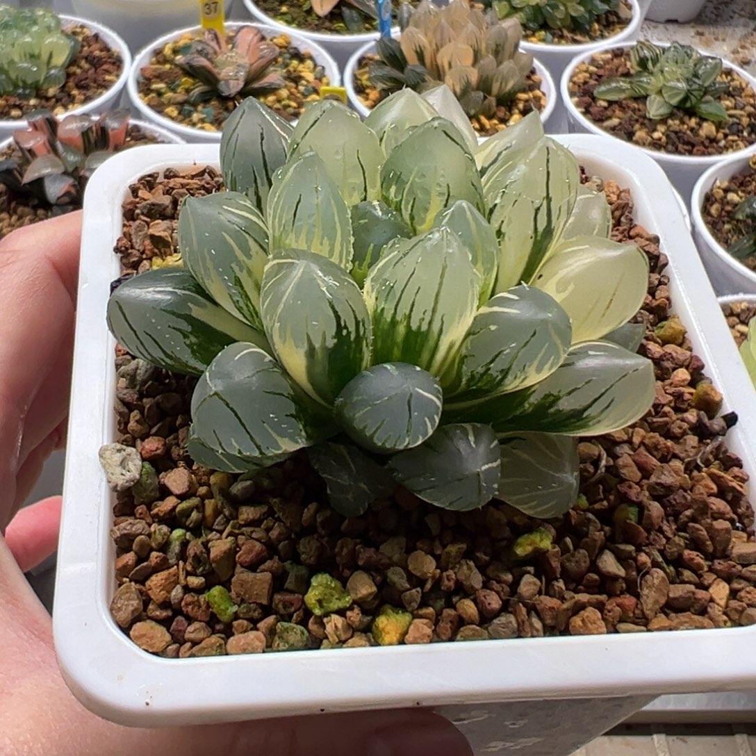 OH玉露锦11111111111111