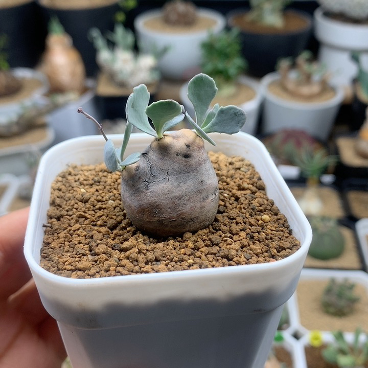 产地格加厚敦菊带盆多肉