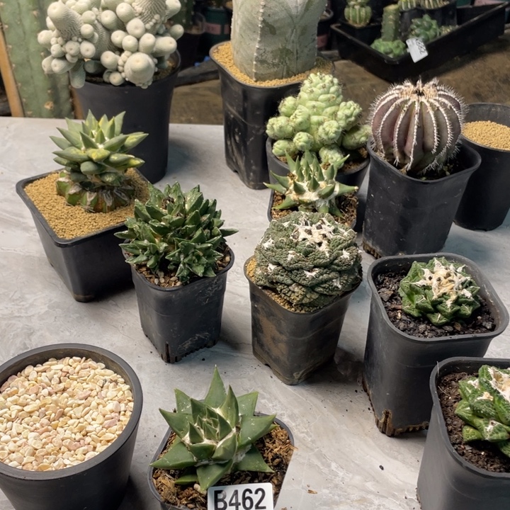 462龙牙一个仙人球