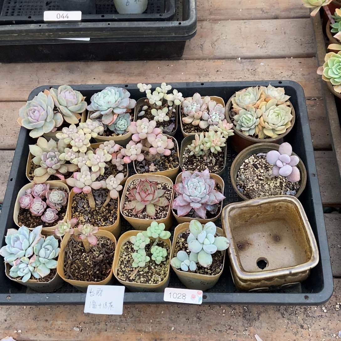 1028号盆1个花18个发财专拍