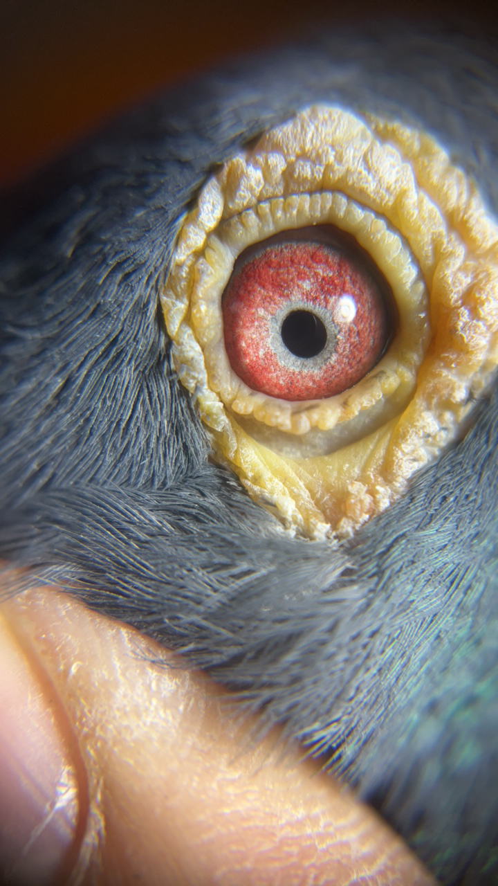 500公里工棚成绩鸽