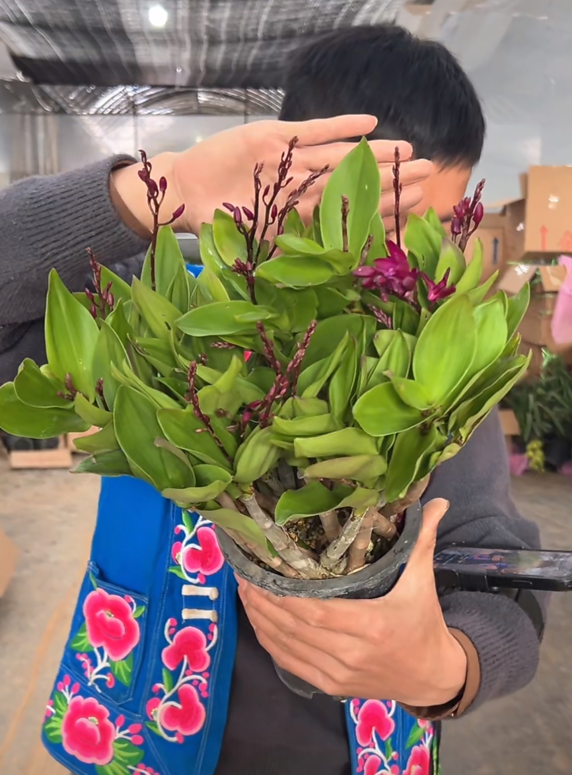 澳洲红石斛兰 石斛好养花期长 云南鲜花绿植