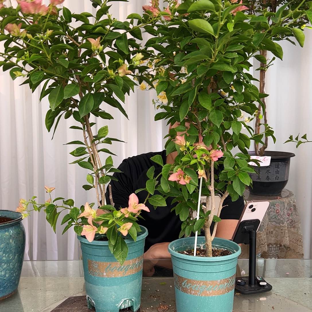 当前无花栽培后可以开花卡亚塔带竹一颗