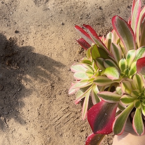 美杜莎多肉植物法师1833