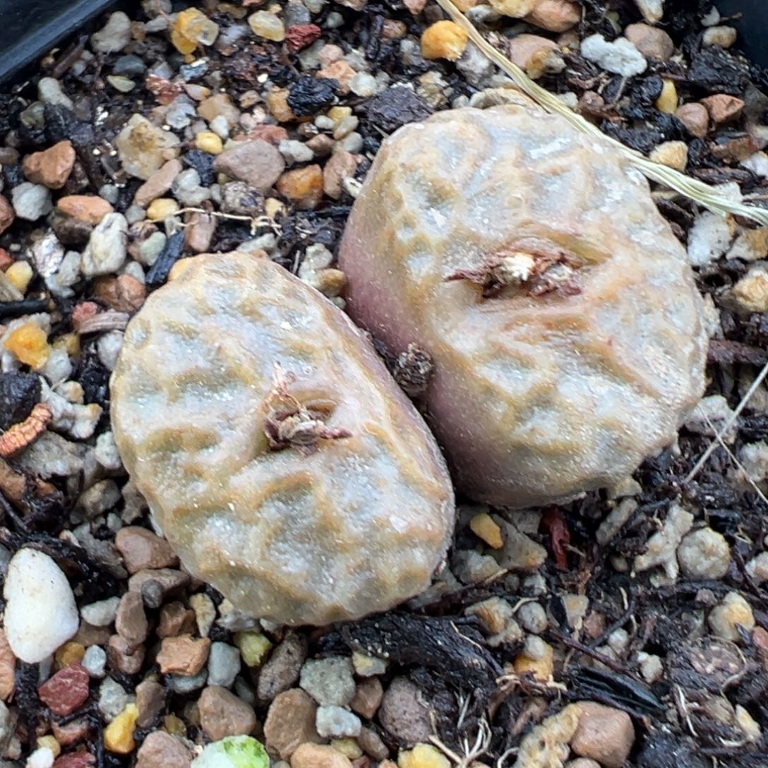 11.17好看的多肉脱土发货595