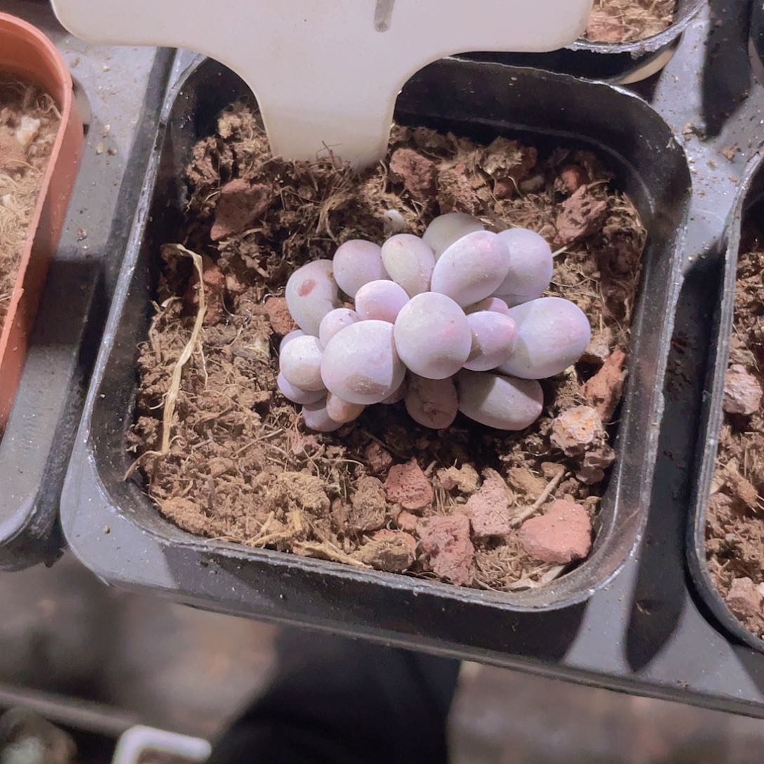 暖*汤圆w098一物一拍