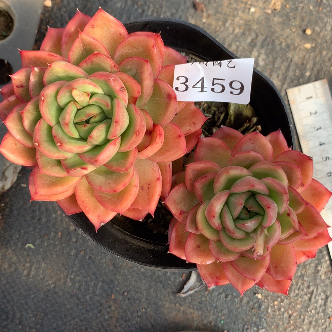 3459杂交精品基地14厘米