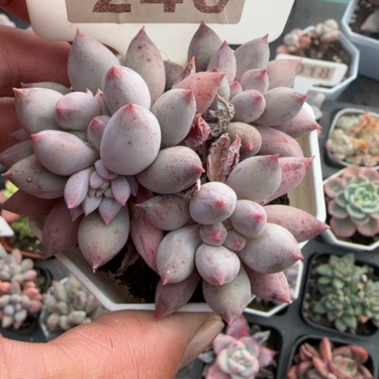 240所罗门多肉植物多