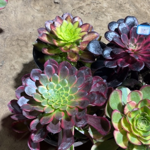 036多肉植物组合