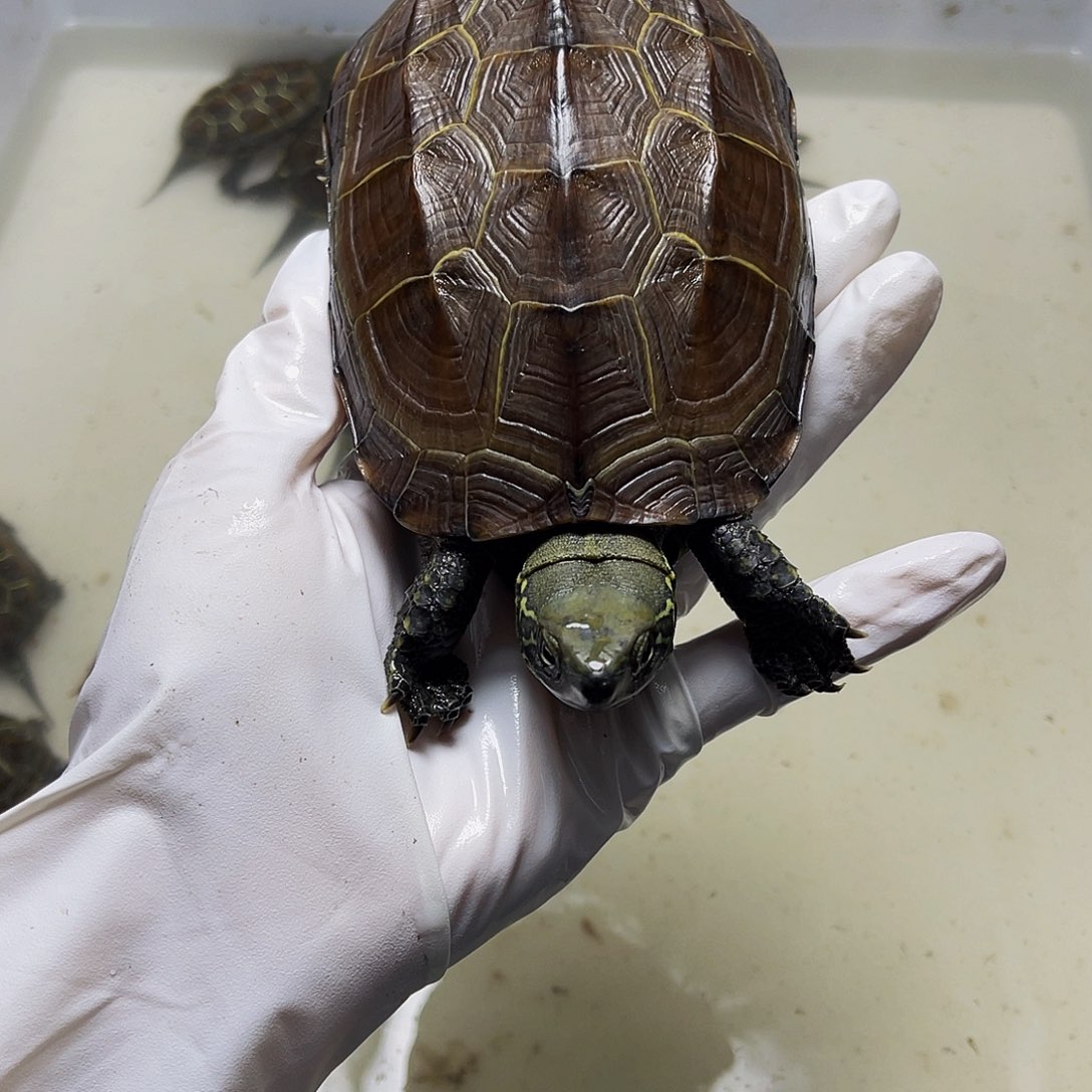 6***8中华草龟公母搭配1238666