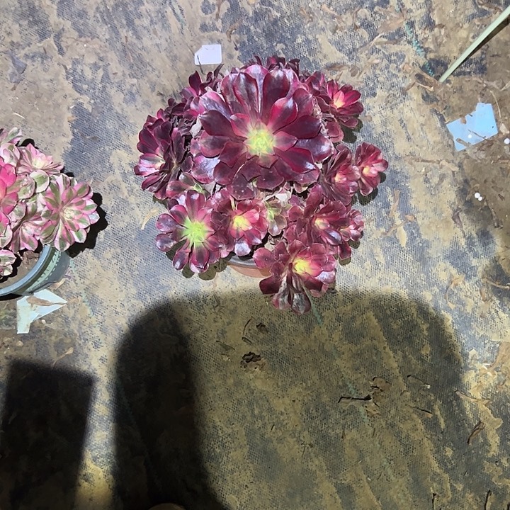 不是侧枝一物一拍98