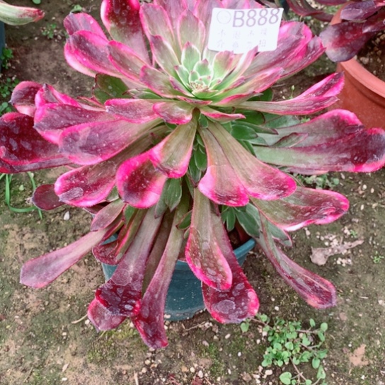 多肉植物烟花888