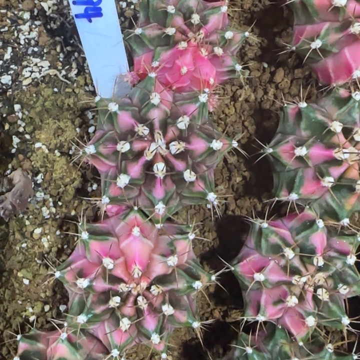 194-0117粉钻泰国发货多肉