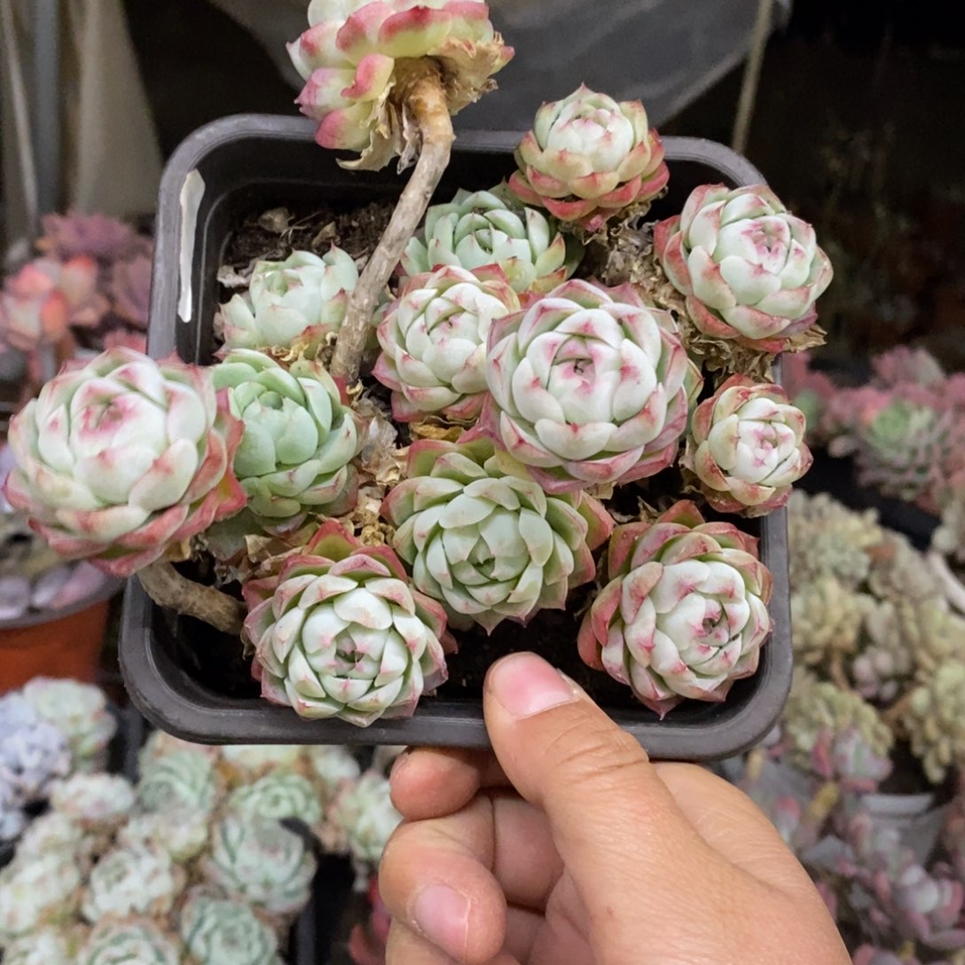 麦秆女王整桩带盆土，120杯