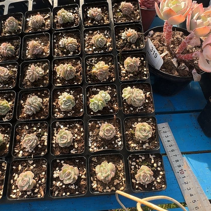 水晶虾饺多肉植物单头1棵