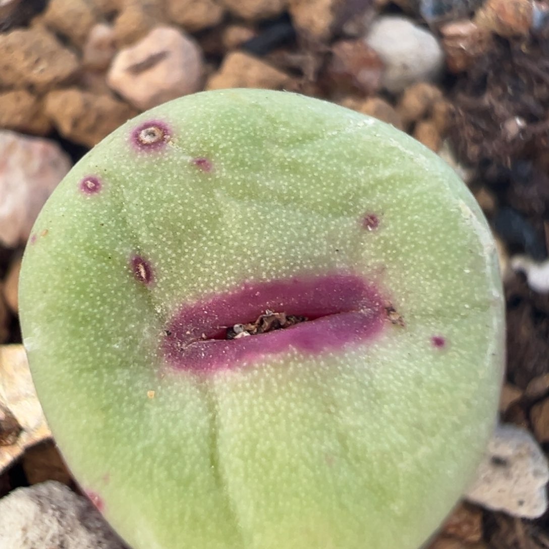 121多肉植物百科知识