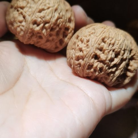 猴头核桃吊坠一**着43泥鳅