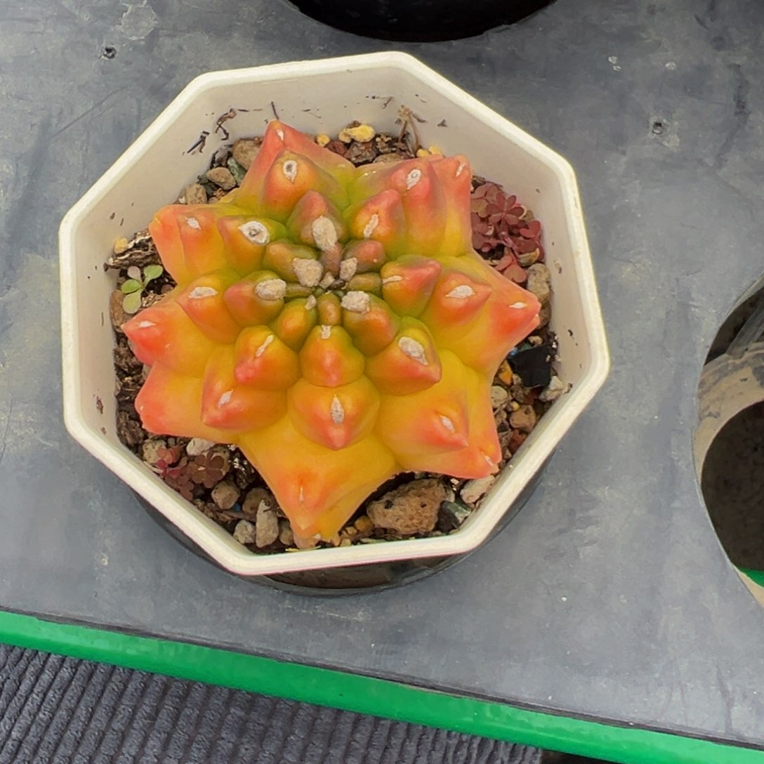 实生根翠晃冠多肉植物带盆土