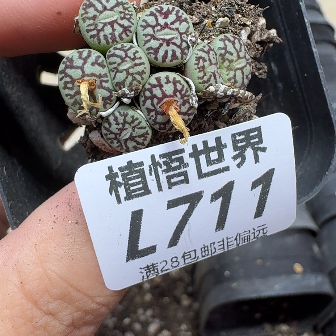 多肉植物的人啊fgh