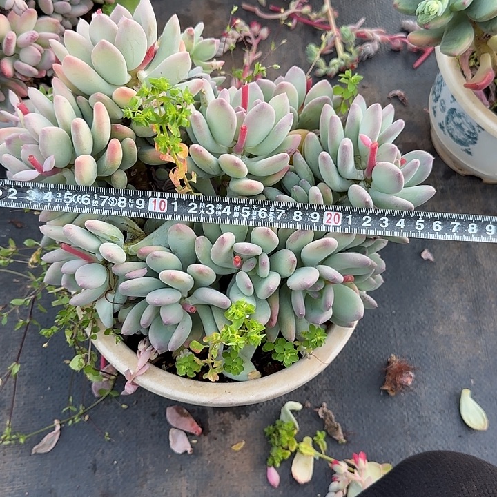 承***泽三日月839 多肉植物一物一拍