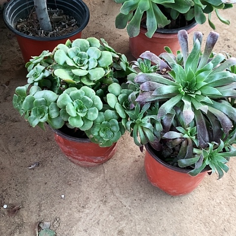 2棵玫瑰玫瑰玫瑰